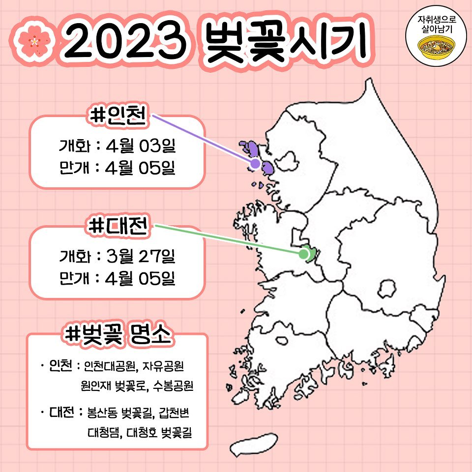 2023년 지역별 벚꽃 개화·만개 시기 총정리
